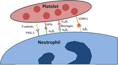 Role of Platelets in Leukocyte Recruitment and Resolution of Inflammation